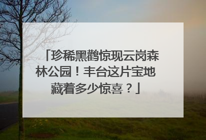 珍稀黑鹳惊现云岗森林公园！丰台这片宝地藏着多少惊喜？