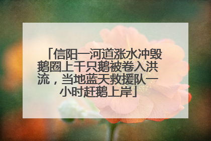 信阳一河道涨水冲毁鹅圈上千只鹅被卷入洪流，当地蓝天救援队一小时赶鹅上岸