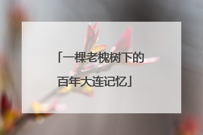 一棵老槐树下的百年大连记忆