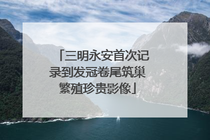 三明永安首次记录到发冠卷尾筑巢繁殖珍贵影像