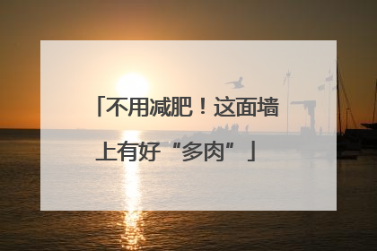 不用减肥！这面墙上有好“多肉”