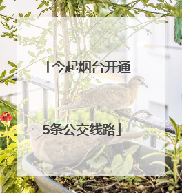 今起烟台开通5条公交线路