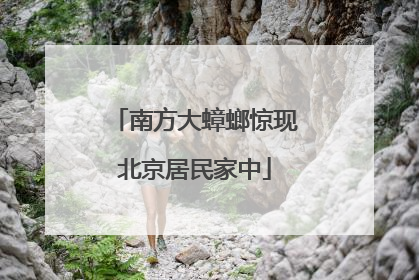 南方大蟑螂惊现北京居民家中