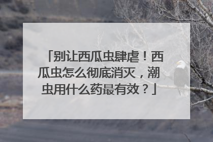 别让西瓜虫肆虐！西瓜虫怎么彻底消灭，潮虫用什么药最有效？