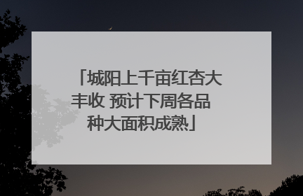 城阳上千亩红杏大丰收 预计下周各品种大面积成熟