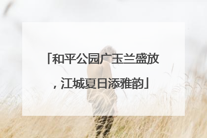 和平公园广玉兰盛放，江城夏日添雅韵