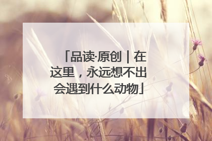 品读·原创｜在这里，永远想不出会遇到什么动物