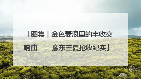 图集｜金色麦浪里的丰收交响曲——豫东三夏抢收纪实