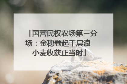 国营民权农场第三分场：金穗卷起千层浪 小麦收获正当时