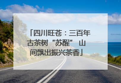 四川旺苍：三百年古茶树“苏醒” 山间飘出振兴茶香