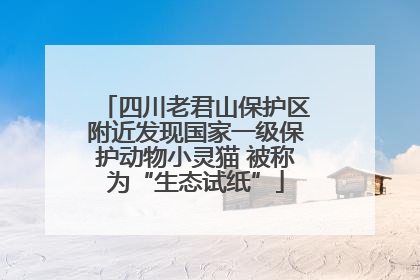 四川老君山保护区附近发现国家一级保护动物小灵猫 被称为“生态试纸”