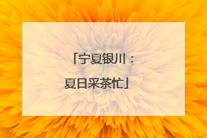 宁夏银川：夏日采茶忙