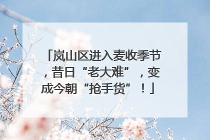 岚山区进入麦收季节，昔日“老大难”，变成今朝“抢手货”！
