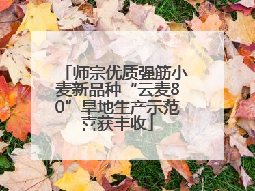 师宗优质强筋小麦新品种“云麦80”旱地生产示范喜获丰收