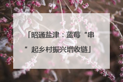 昭通盐津：蓝莓“串”起乡村振兴增收链
