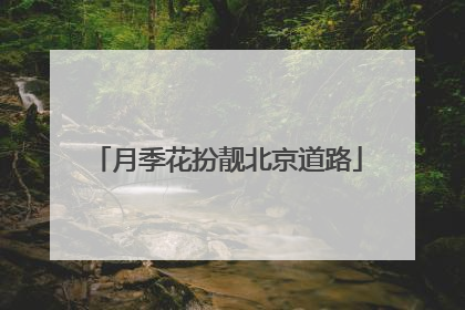 月季花扮靓北京道路