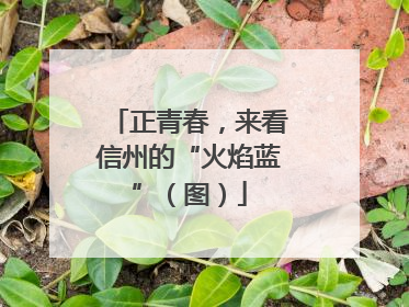 正青春，来看信州的“火焰蓝”（图）