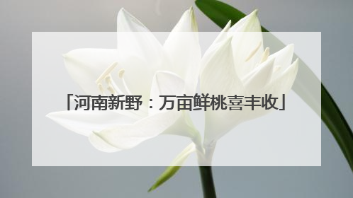 河南新野：万亩鲜桃喜丰收
