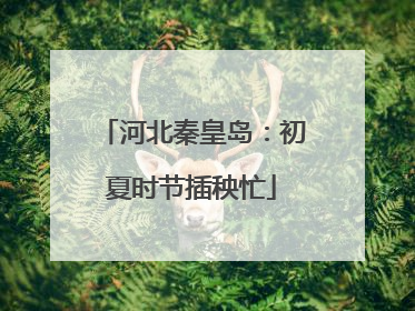 河北秦皇岛：初夏时节插秧忙
