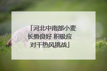 河北中南部小麦长势良好 积极应对干热风挑战