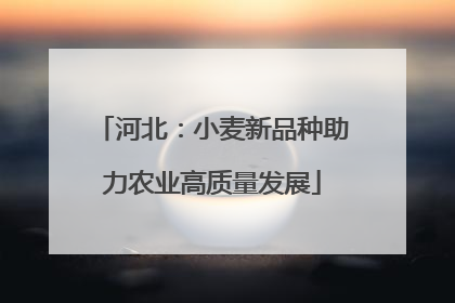 河北：小麦新品种助力农业高质量发展