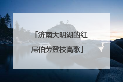 济南大明湖的红尾伯劳登枝高歌