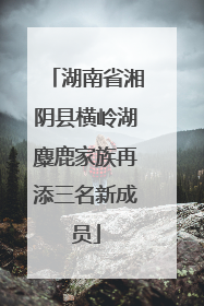 湖南省湘阴县横岭湖麋鹿家族再添三名新成员