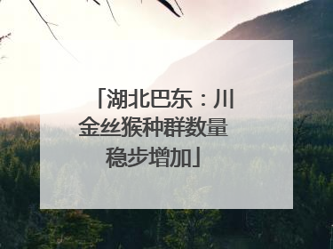 湖北巴东：川金丝猴种群数量稳步增加