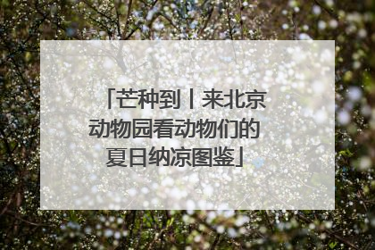 芒种到丨来北京动物园看动物们的夏日纳凉图鉴
