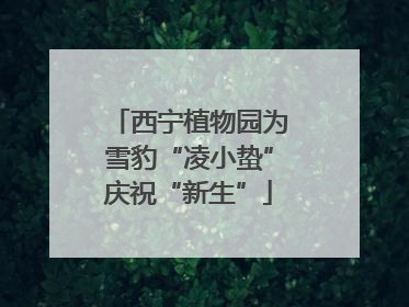 西宁植物园为雪豹“凌小蛰”庆祝“新生”