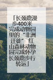 长颈鹿漫步400米完成动物园里的“非洲迁徙” 红山森林动物园完成怀孕长颈鹿步行转运