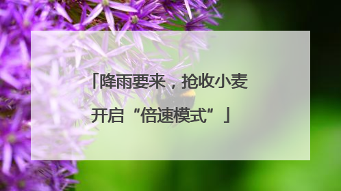 降雨要来，抢收小麦开启“倍速模式”