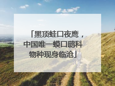 黑顶蛙口夜鹰，中国唯一蟆口鸱科物种现身临沧