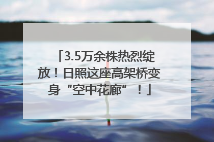 3.5万余株热烈绽放！日照这座高架桥变身“空中花廊”！